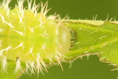 Claremontia waldheimii