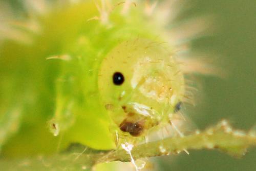 Claremontia waldheimii