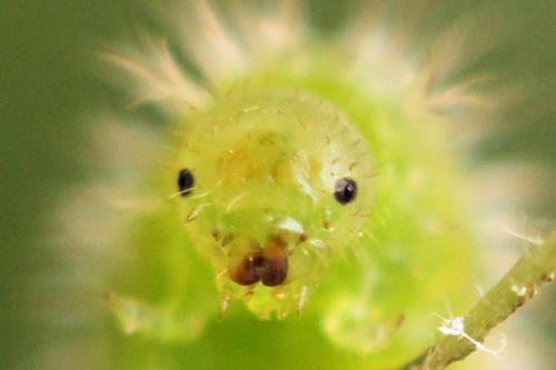 Claremontia waldheimii