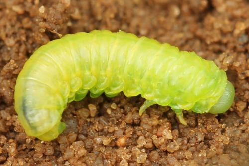 Claremontia waldheimii