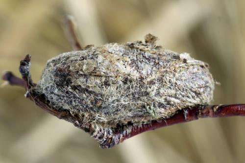 Réf. 312 521 : Trichiosoma lucorum