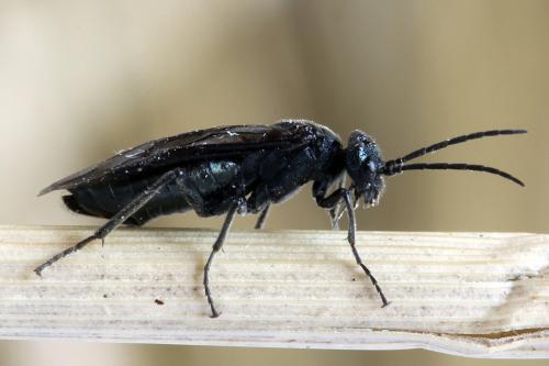 Réf. 312 442 : Dolerus coracinus