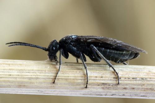 Réf. 312 443 : Dolerus coracinus