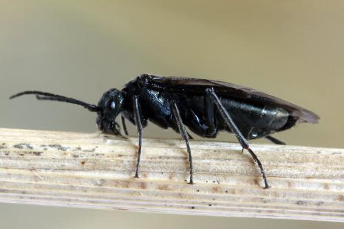 Réf. 312 470 : Dolerus coracinus