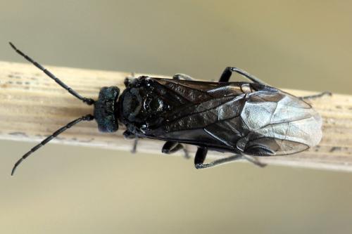 Réf. 312 471 : Dolerus coracinus