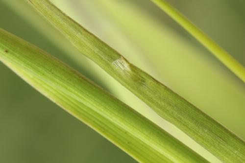 Réf. 312 472 : Dolerus coracinus