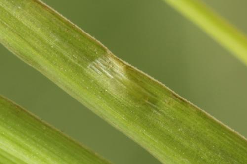 Réf. 312 473 : Dolerus coracinus