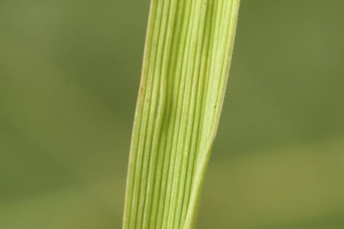 Réf. 312 445 : Dolerus coracinus