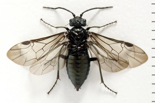 Réf. 312 474 : Dolerus coracinus