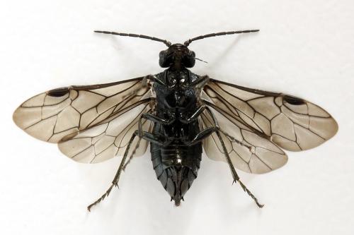 Réf. 312 475 : Dolerus coracinus