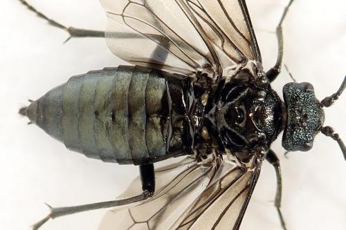 Réf. 312 476 : Dolerus coracinus