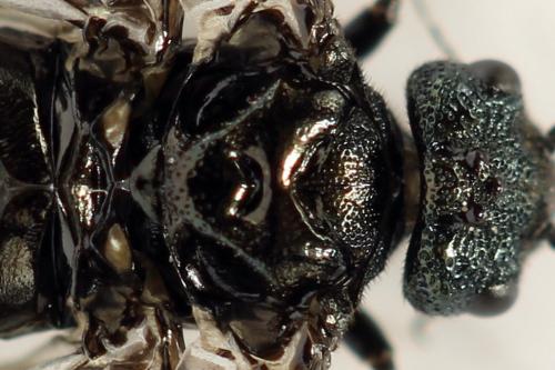 Réf. 312 477 : Dolerus coracinus