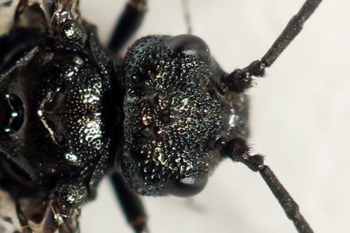 Réf. 312 478 : Dolerus coracinus