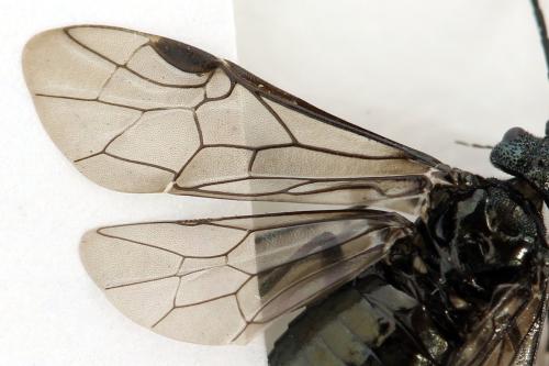 Réf. 312 479 : Dolerus coracinus