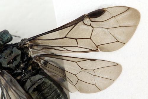 Réf. 312 480 : Dolerus coracinus