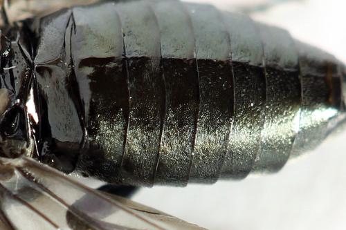 Réf. 312 490 : Dolerus coracinus