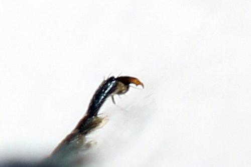 Réf. 312 481 : Dolerus coracinus