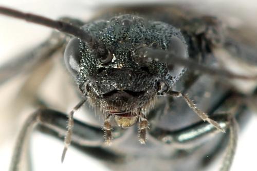 Réf. 312 482 : Dolerus coracinus
