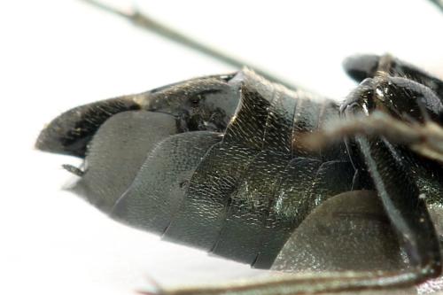Réf. 312 483 : Dolerus coracinus