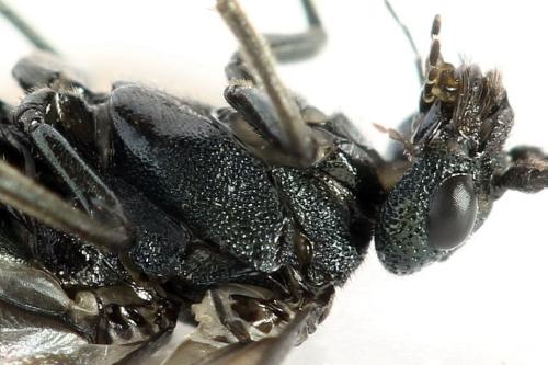 Réf. 312 484 : Dolerus coracinus