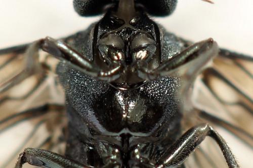 Réf. 312 485 : Dolerus coracinus