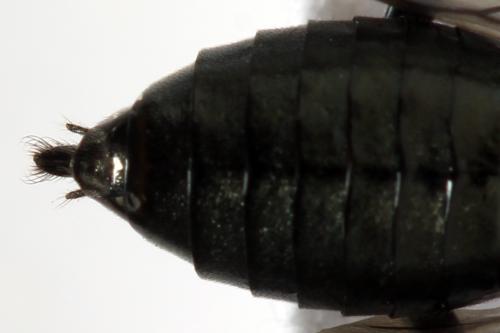 Réf. 312 486 : Dolerus coracinus