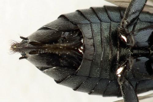 Réf. 312 487 : Dolerus coracinus