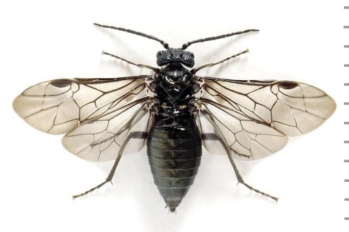 Réf. 312 448 : Dolerus coracinus