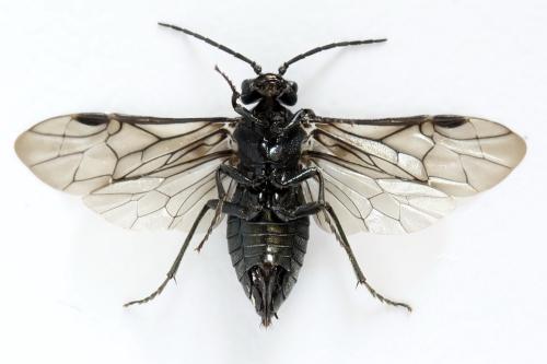 Réf. 312 449 : Dolerus coracinus