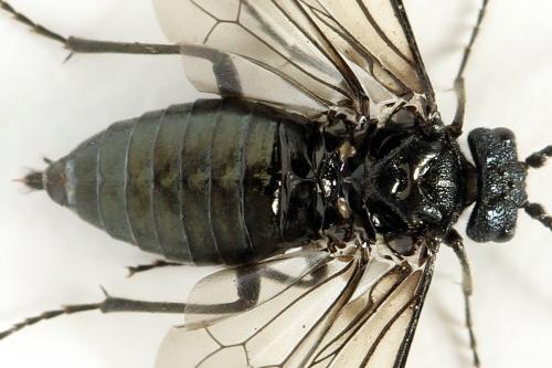 Réf. 312 450 : Dolerus coracinus