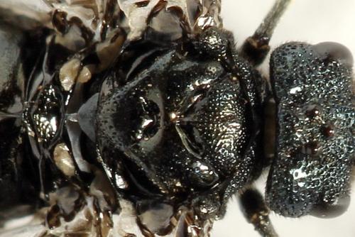 Réf. 312 451 : Dolerus coracinus