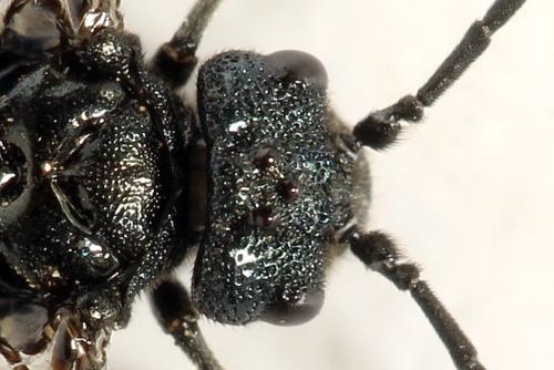 Réf. 312 452 : Dolerus coracinus