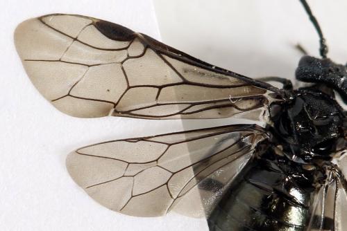 Réf. 312 453 : Dolerus coracinus