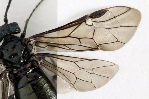 Réf. 312 454 : Dolerus coracinus