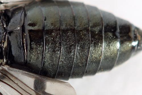 Réf. 312 455 : Dolerus coracinus