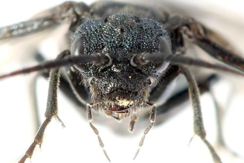 Réf. 312 457 : Dolerus coracinus