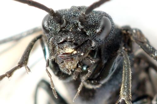 Réf. 312 458 : Dolerus coracinus