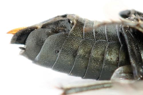 Réf. 312 460 : Dolerus coracinus