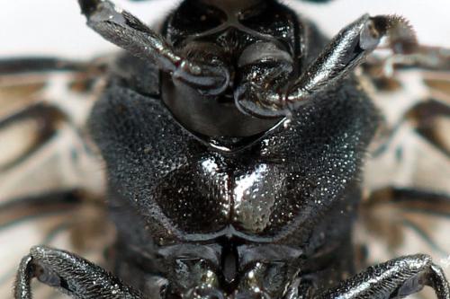 Réf. 312 462 : Dolerus coracinus