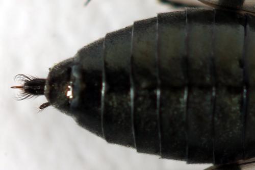 Réf. 312 463 : Dolerus coracinus