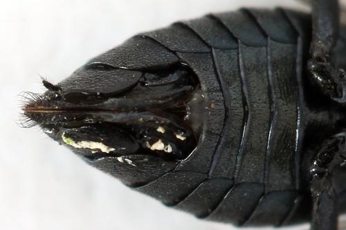 Réf. 312 464 : Dolerus coracinus