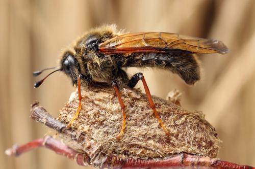 Réf. 312 524 : Trichiosoma lucorum