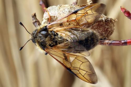 Réf. 312 528 : Trichiosoma lucorum