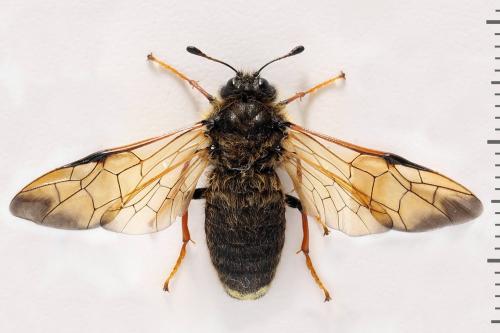 Réf. 312 529 : Trichiosoma lucorum