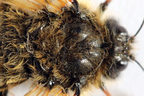 Réf. 312 531 : Trichiosoma lucorum