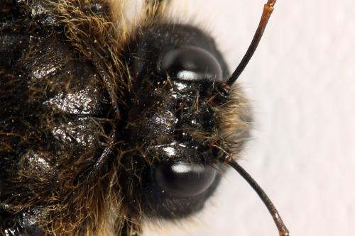 Réf. 312 532 : Trichiosoma lucorum