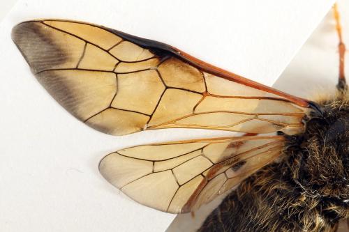 Réf. 312 534 : Trichiosoma lucorum
