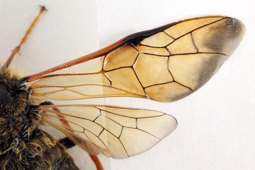 Réf. 312 535 : Trichiosoma lucorum