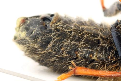 Réf. 312 539 : Trichiosoma lucorum