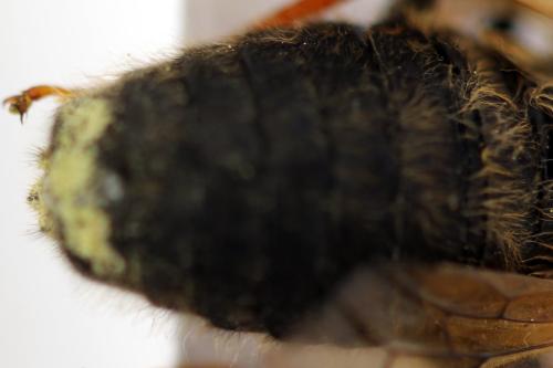 Réf. 312 541 : Trichiosoma lucorum